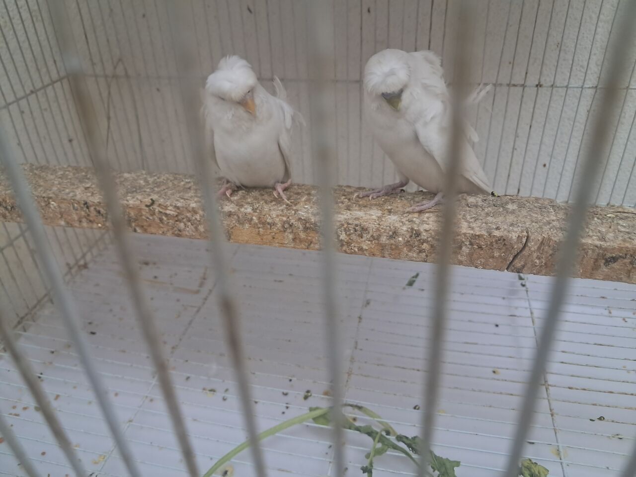 Al Aziziyah, Pet Supplies, SAR 600,  Cocktail And Hogo Birds