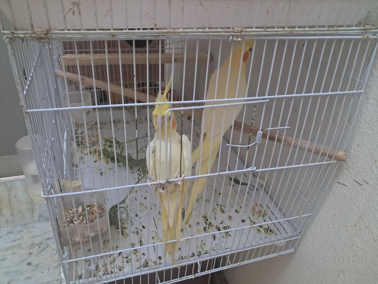 Al Aziziyah, Pet Supplies, SAR 600,  Cocktail And Hogo Birds