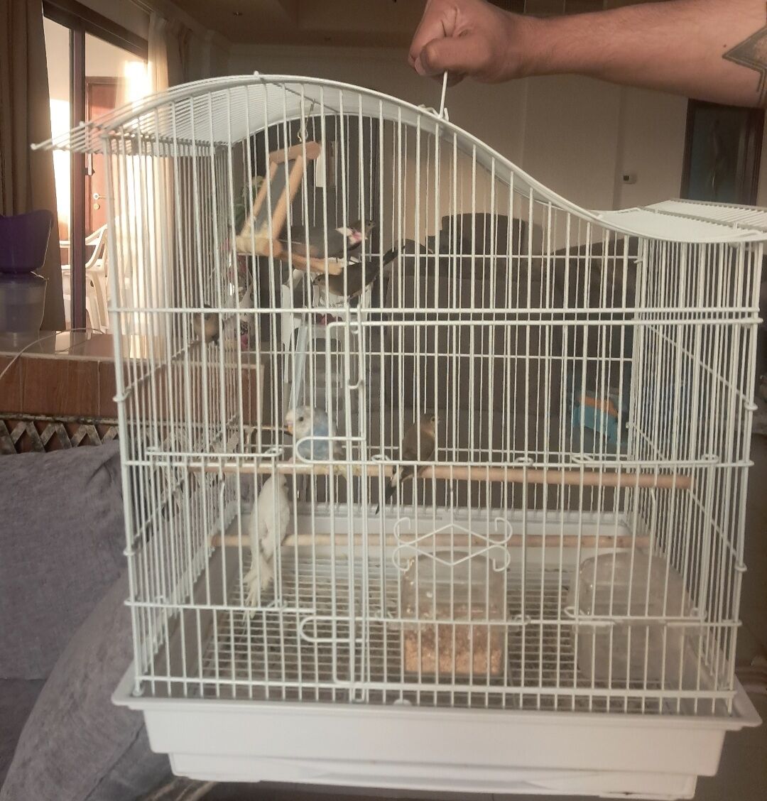 Juffair, Pet Supplies, BHD 12,  Cage With 7 Birds