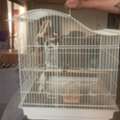 BHD 12,  Cage With 7 Birds