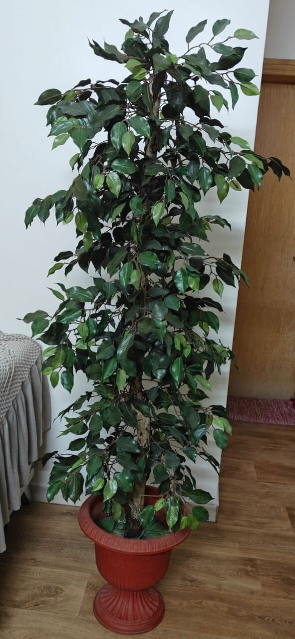 Al Malaz, Household Items, SAR 750,  Green Plant🌿, Kids Swing, Kitchen Table, Beautiful Side Sofa Table Etc