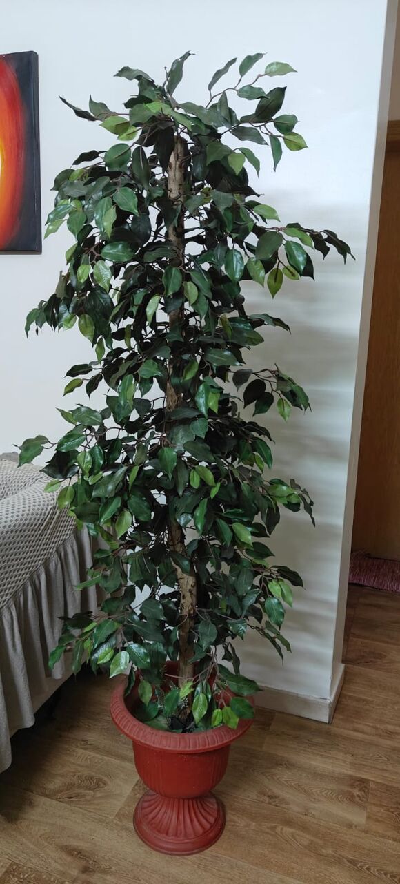 Al Malaz, Household Items, SAR 750,  Green Plant🌿, Kids Swing, Kitchen Table, Beautiful Side Sofa Table Etc