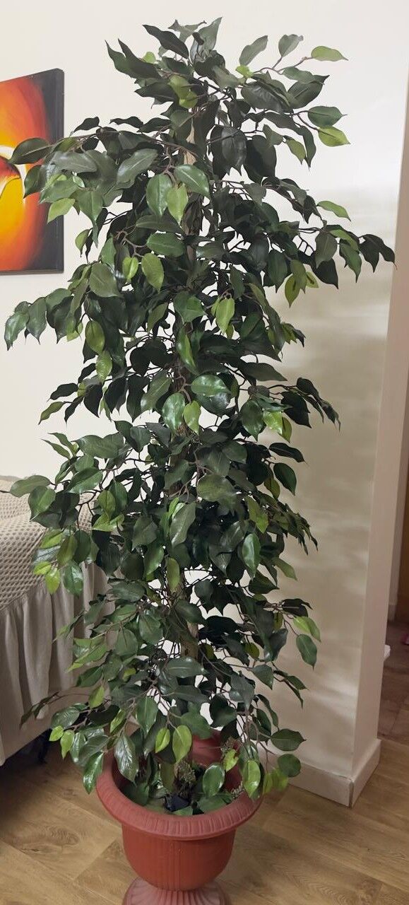 Al Malaz, Household Items, SAR 750,  Green Plant🌿, Kids Swing, Kitchen Table, Beautiful Side Sofa Table Etc
