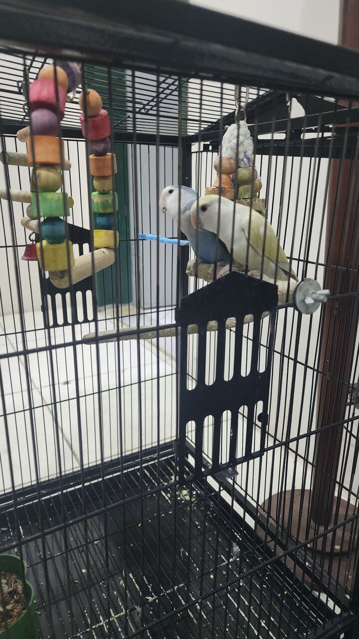 Khobar, Household Items, SAR 250,  House Hold Items For Urgent Sale