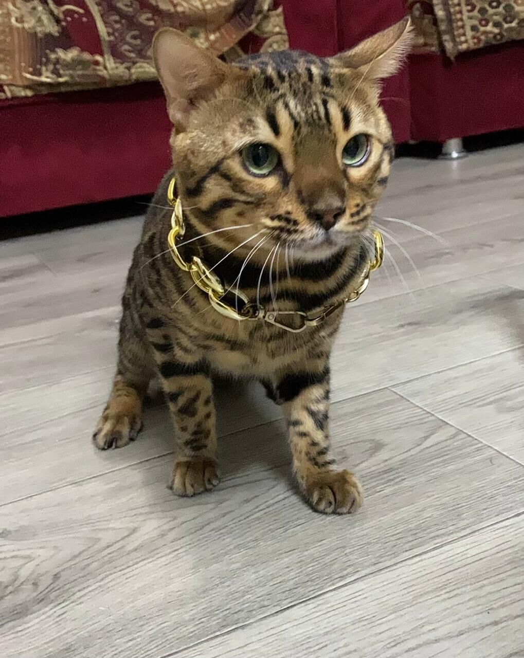 Riyadh, Pet Adoption, Bengal Cats For Adoption