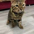 Bengal Cats For Adoption