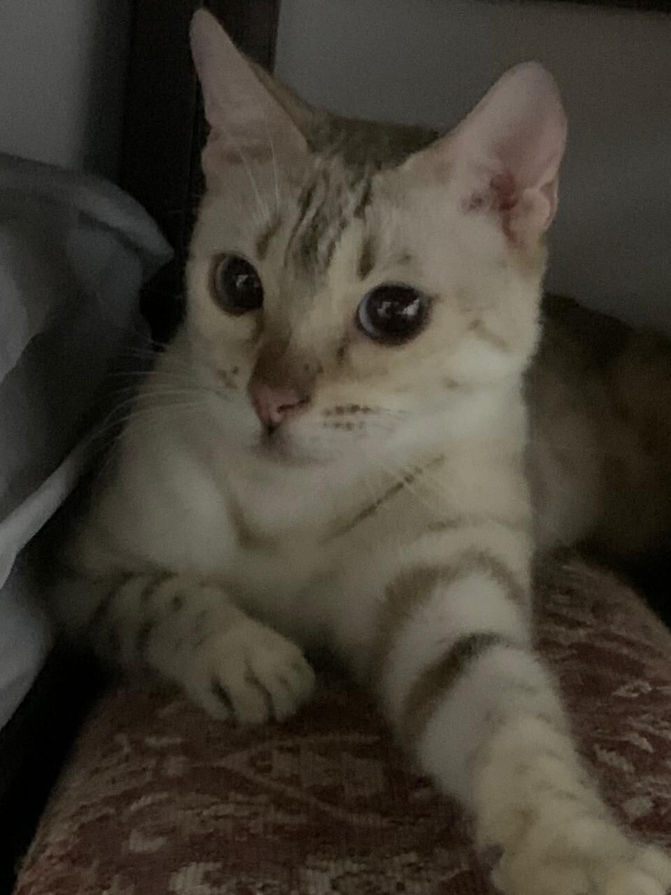 Riyadh, Pet Adoption, Bengal Cats For Adoption