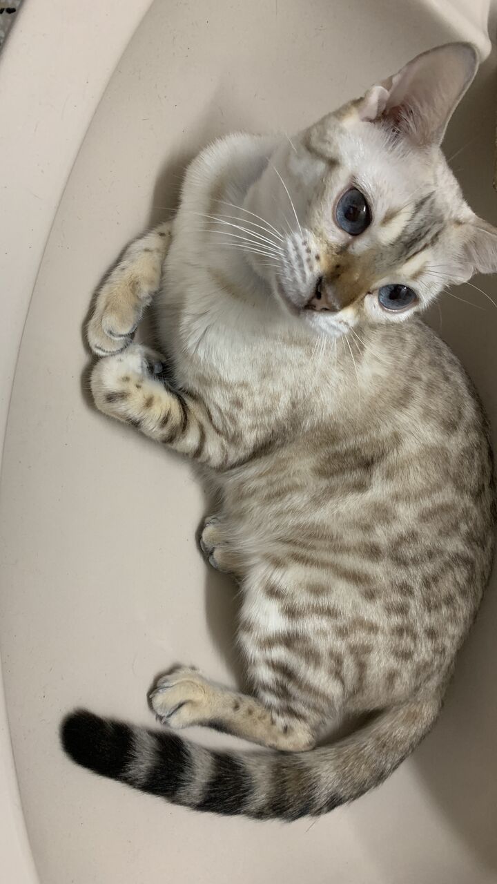 Riyadh, Pet Adoption, Bengal Cats For Adoption