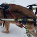 Buy Canine Cuffs