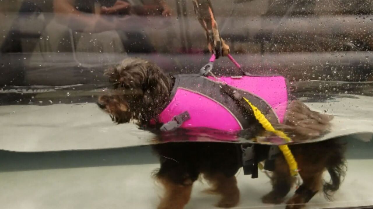 New York, Business, Hind End Weakness In Dogs