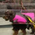 Hind End Weakness In Dogs