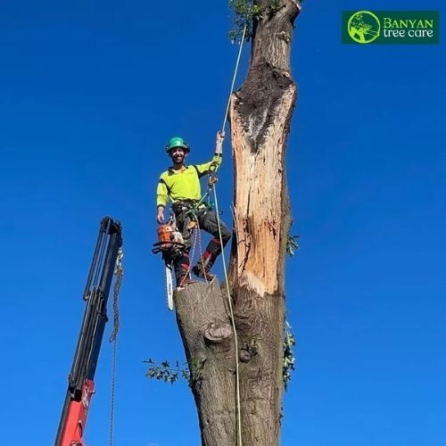 Melbourne, Business, Professional Tree Removal Service In Melbourne