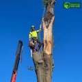 Professional Tree Removal Service In Melbourne