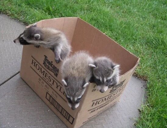Brampton, Pet Sitting, Animal Control Vaughan