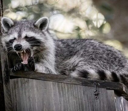Brampton, Pet Sitting, Squirrel Removal Vaughan