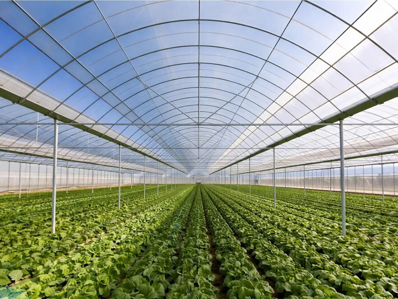 Ahmedabad, Materials, INR 26,  Manufacturers Of HDPE Monofilament Nets For Agriculture Use - Majestic Nets