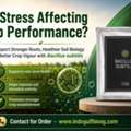 USD 50,  Turn Weak Root Zones Into Stronger Growing Environments With Bacillus Subtilis&mdash;Enquire Now