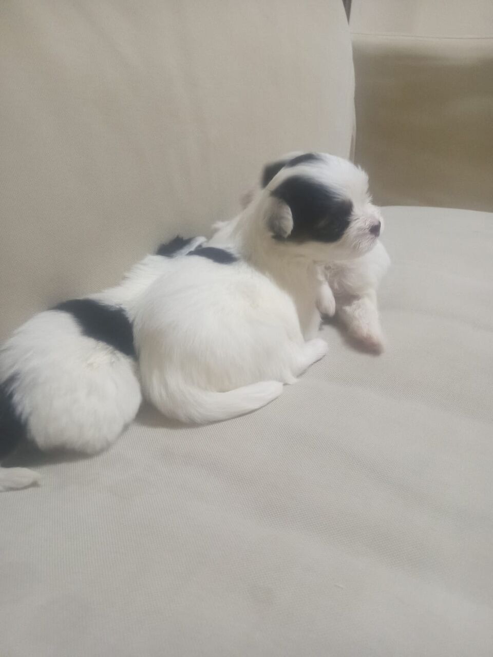 Al Khobar Al Shamalia, Pet Supplies, SAR 250,  كلاب شويتسو اليفة عمر تحت الالشهرين