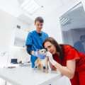 Veterinary Lab Testing In Doha | Trusted Pet Diagnostics By First Vet