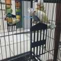 SAR 400,  Two Parrot 🦜 With New Cage For Sale