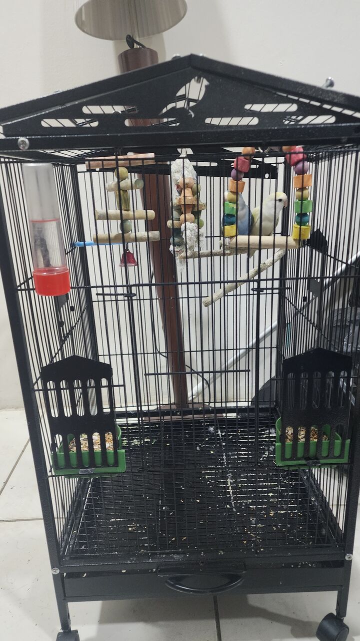Khobar, Pet Supplies, SAR 400,  Two Parrot 🦜 With New Cage For Sale