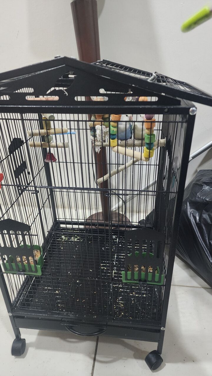 Khobar, Pet Supplies, SAR 400,  Two Parrot 🦜 With New Cage For Sale