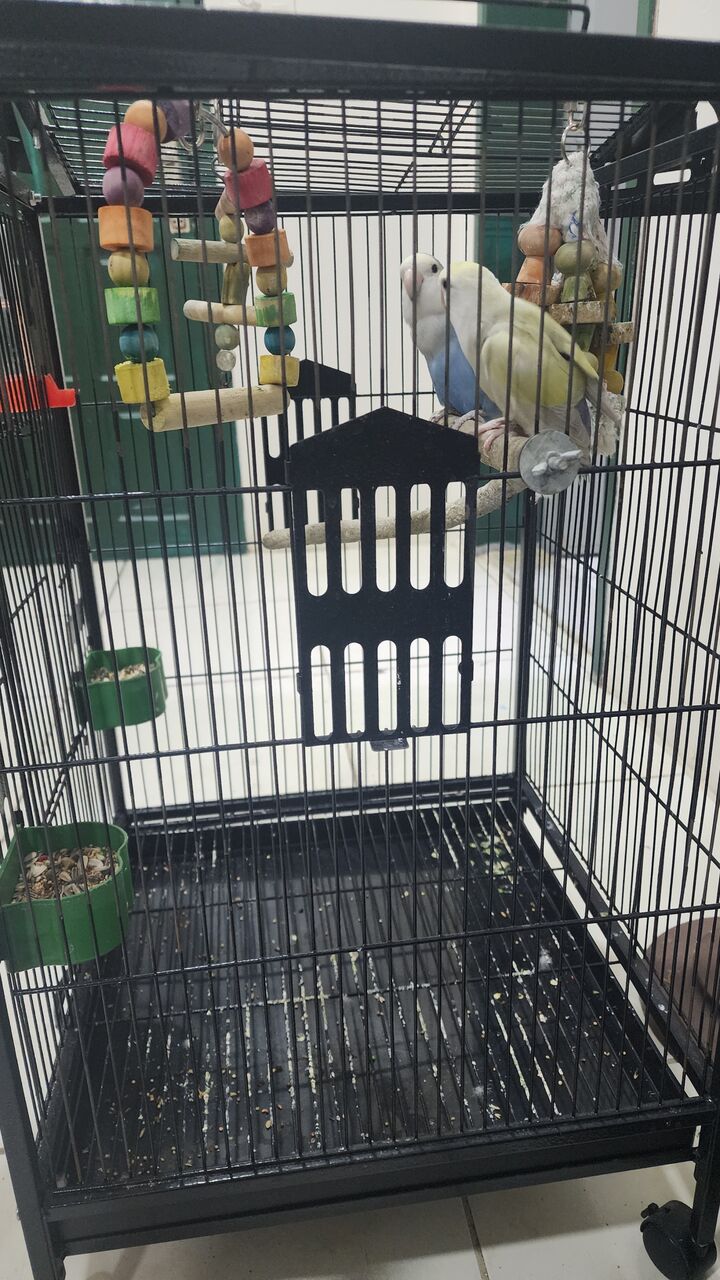 Khobar, Pet Supplies, SAR 400,  Two Parrot 🦜 With New Cage For Sale