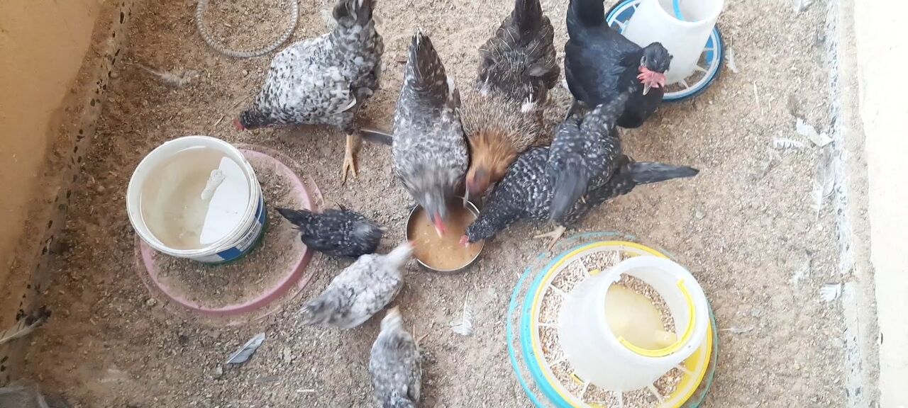 Dammam, Farm & Garden, SAR 100,  Home Raised Country/Desi Chicken And Eggs