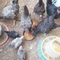 SAR 100,  Home Raised Country/Desi Chicken And Eggs