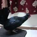 SAR 100,  Fresh Country/Desi Chicken And Eggs Available