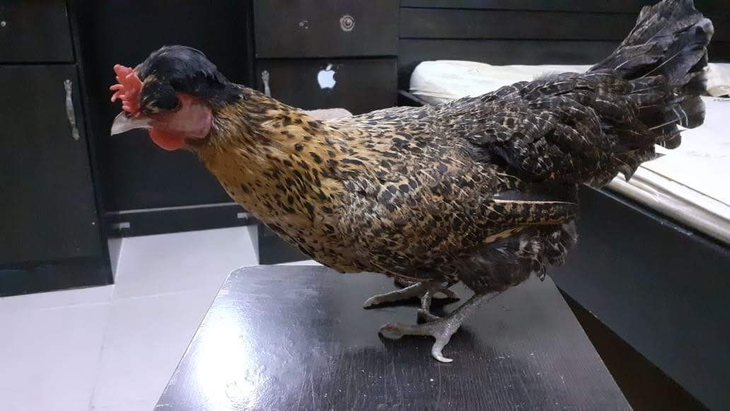 Dammam, Food, SAR 100,  Fresh Country/Desi Chicken And Eggs Available