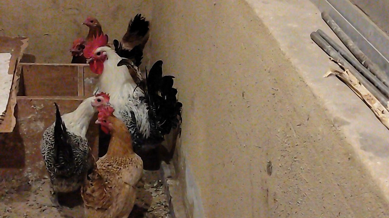 Dammam, Food, SAR 100,  Fresh Country/Desi Chicken And Eggs Available