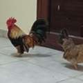 SAR 100,  Fresh Country/Baladi/Desi Chicken And Eggs