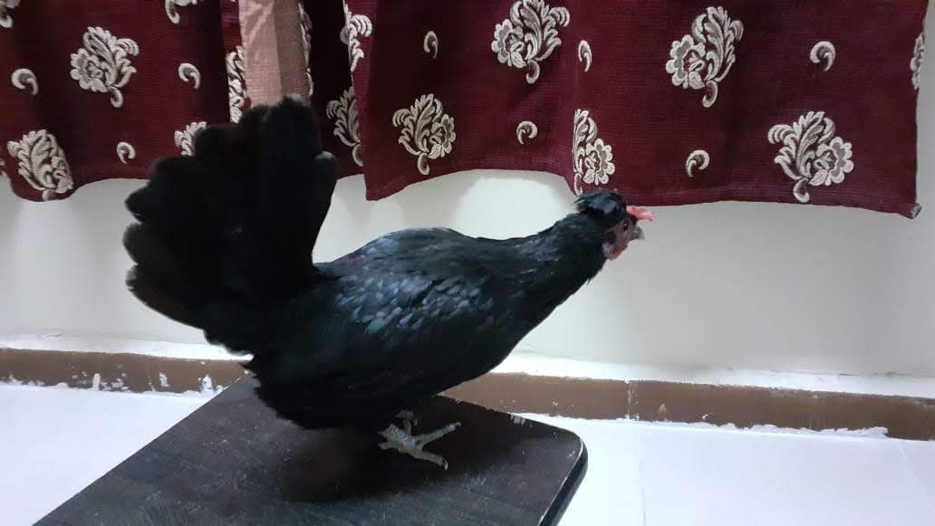 Riyadh, Pet Supplies, SAR 100,  Fresh Country/Baladi/Desi Chicken And Eggs