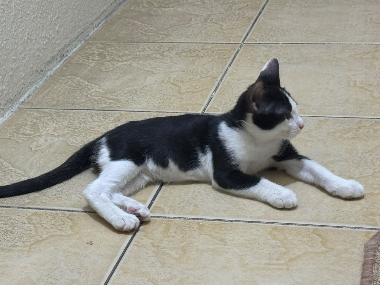 Hara, Pet Adoption, 2- Male Kittens For Free Adoption - Urgent