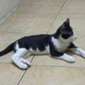 2- Male Kittens For Free Adoption - Urgent