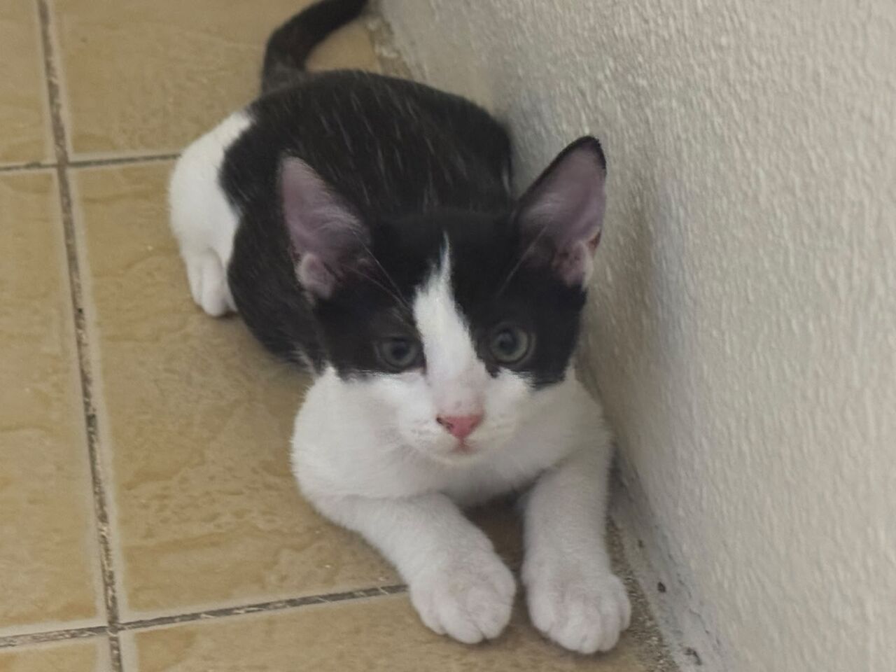 Hara, Pet Adoption, 2- Male Kittens For Free Adoption - Urgent