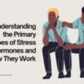 Understanding The Primary Types Of Stress Hormones And How They Work