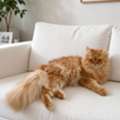 🐱 Free Cat For Adoption – Looking For A Loving Forever Home 🏡