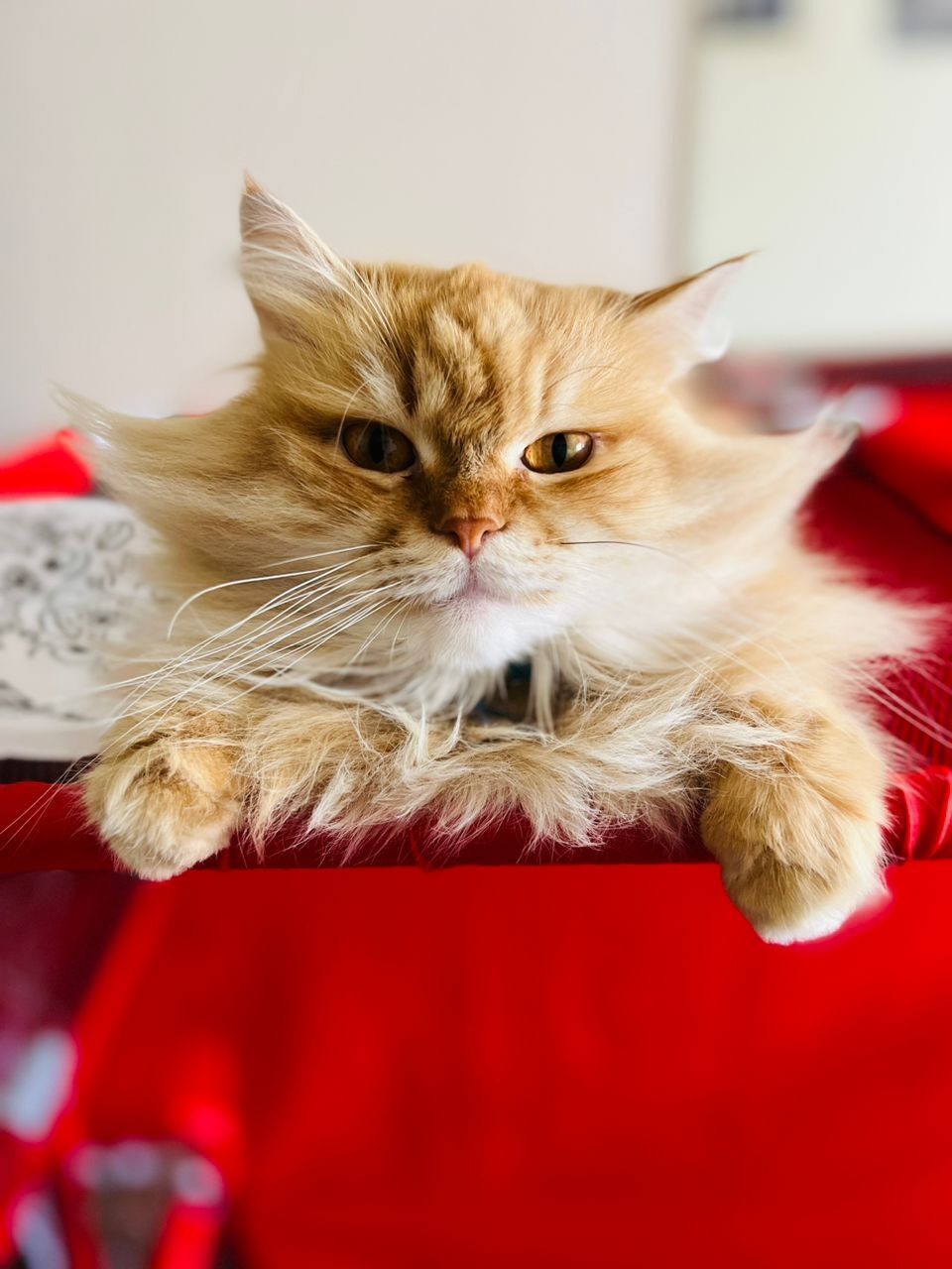 Dammam, Free Items, 🐱 Free Cat For Adoption – Looking For A Loving Forever Home 🏡