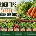 Top Garden Tips For Growing Carrot, Celery & Green Bean Seeds &ndash; B&KM Farms