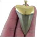 Best Shark Tooth Necklace For Men And Women