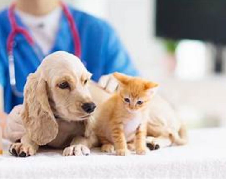 Vancouver, Health, Emergency Vet Clinic Vancouver Open 24/7 For Your Pets