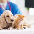 Emergency Vet Clinic Vancouver Open 24/7 For Your Pets