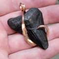 Buy Great White Shark Teeth For Educational Displays