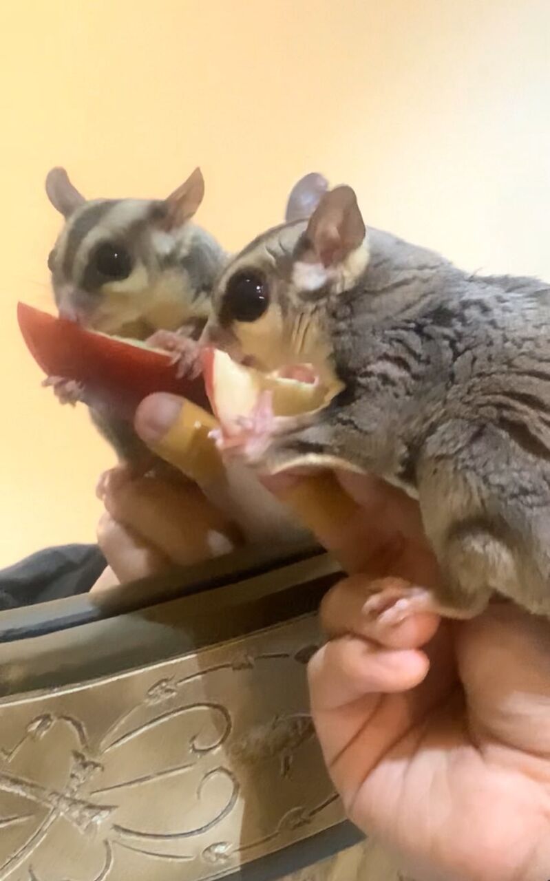 Dammam, Pet Supplies, SAR 2000,  Healthy Male Sugar Glider For Adoption
