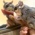 SAR 2000,  Healthy Male Sugar Glider For Adoption