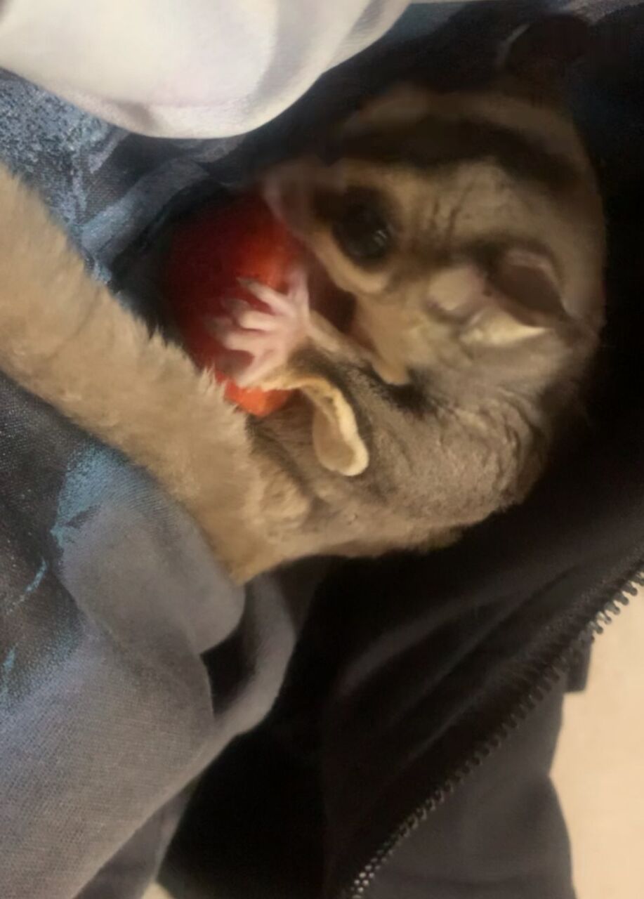 Dammam, Pet Supplies, SAR 2000,  Healthy Male Sugar Glider For Adoption