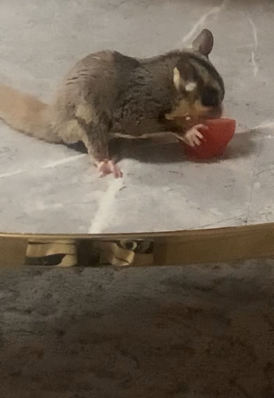 Dammam, Pet Supplies, SAR 2000,  Healthy Male Sugar Glider For Adoption