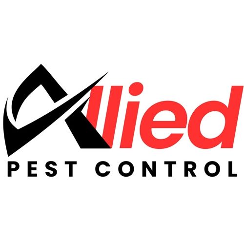 Dubai, Pest Control, Why Bird Control In Dubai Is Essential For Homes And Businesses